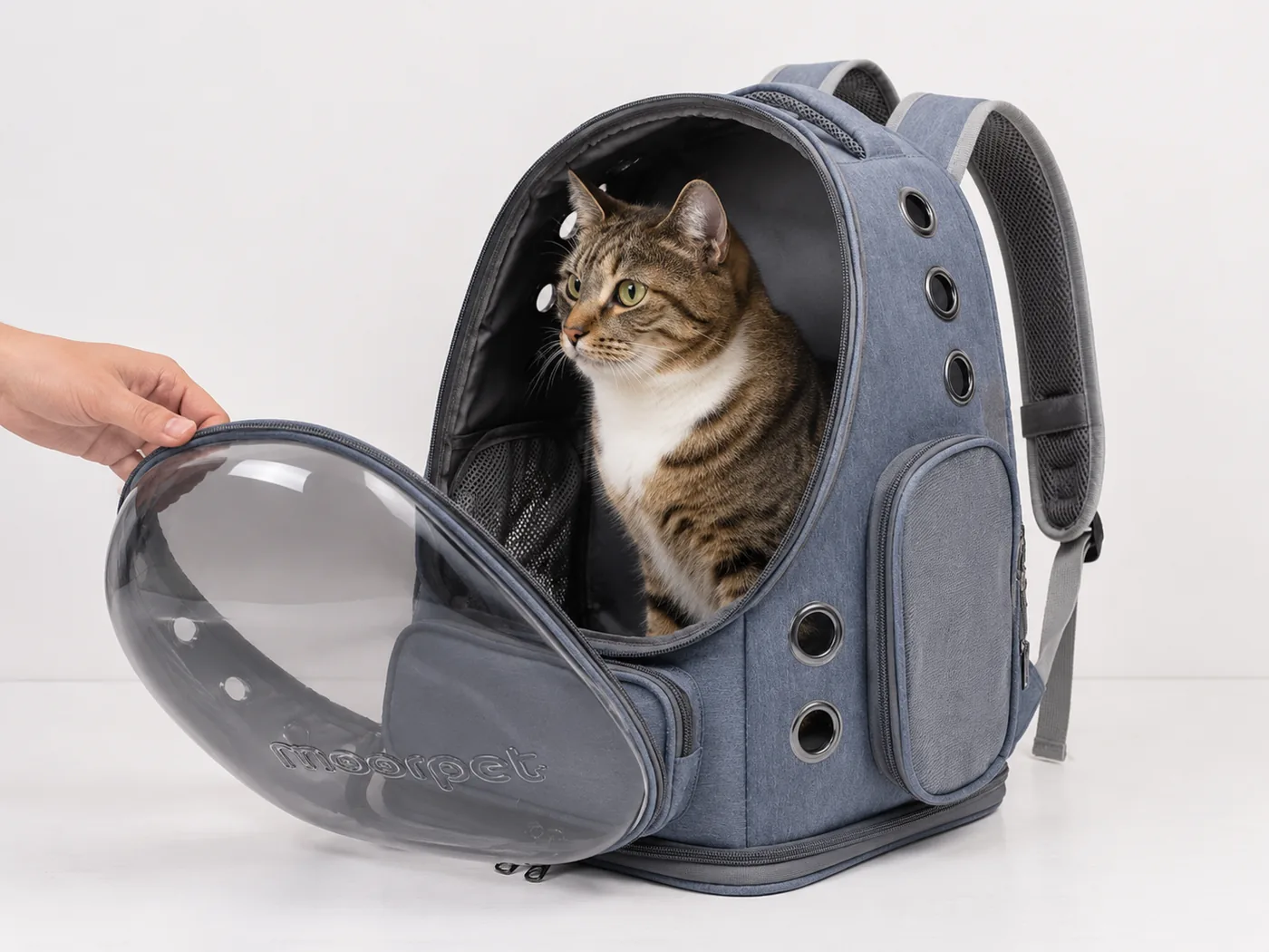 Chat européen de 5 à 6 kg assis dans le sac ouvert, dos droit et nuque non courbée